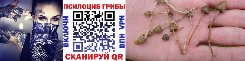 Псилоцибиновые грибы Psilocybe  Струнино 